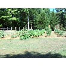 NC Heirloom Seeds Heirloom Bean Seeds 1 Sugar Bean Seeds 1 Non-GMO 1 Vegetable Gardening Organic Food 1 Open Pollinated - 變體1 - 查看 4