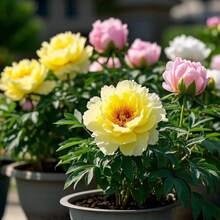 238 Pieces Of Peonies, Garden Cultivation, Decorating Outdoor Flowers, Plants, Fruits, And Vegetables Are Grown As Natural Gifts For Plant Lovers