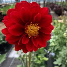 50-500 Mixed Seeds, Composite Petals, Multicolored, Beautiful Annual Outdoor Flower Potted Plants For Planting Dahlia Pinnata Seeds - 500 - 查看 7