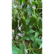 Together Gift 500 Pieces 100 Texas Jalapeno Pepper Seeds Homegrown Vegetable Garden Fruit USA Organic