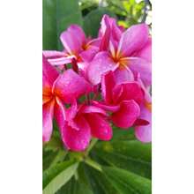 Plumeria - Frangipani, Pink 100 Seeds, Fresh 2025, From Southwest Florida - 變體1 - 查看 3