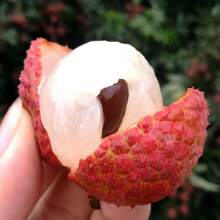 173pcs Harvested Rare Fruit Tree Seeds Such As Lychee Seeds.Potted Fruit And Vegetable Seeds And Evergreen Tree Seeds Can Be Sown Year-Round.