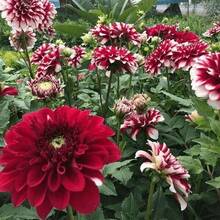 50-500 Mixed Seeds, Composite Petals, Multicolored, Beautiful Annual Outdoor Flower Potted Plants For Planting Dahlia Pinnata Seeds - 500 - 查看 8