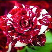 Magic Red Pink Striped Climbing Rose Live Plant Bare Root, Live Rose Bush Can Be Planted Outdoors, 8-12 Inches Tall (2 Rose Seedlings), Developed Root System, Cold Hardy