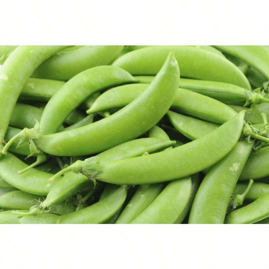 NC Heirloom Seeds Heirloom Bean Seeds 1 Sugar Bean Seeds 1 Non-GMO 1 Vegetable Gardening Organic Food 1 Open Pollinated - 變體1 - 查看 1