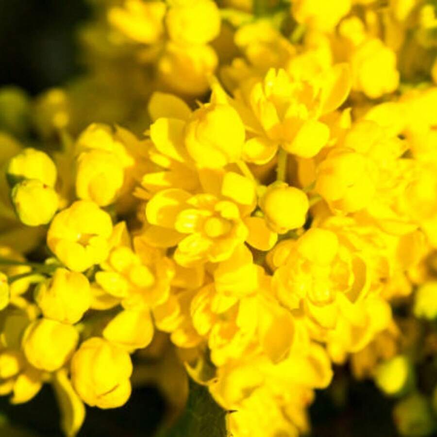 Rare Rose Flower - Mixed Wavy Purple Rose Flower - Sand Flower - Hanging Basket Flower - Mixed Non-GMO Suitable For Planting - 61pcs/s.e.e.d.s - View 1