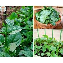 Green Climbing Malabar Spinach, 100 Seeds - Variant1 - View 1