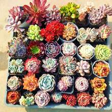 10PCS Succulent Assortment - Ideal For Garden Lovers And DIY Fans - 10 - View 3