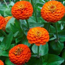 Orange-Colored Zinnia Seeds 200 Pieces One-Year Winter Hardy Drought-Resistant Tall Flower Seeds For Outdoor Construction Ball-Shaped Flowers For Pollinators Gardens Containers