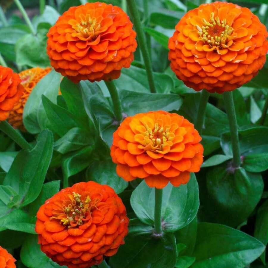 Orange-Colored Zinnia Seeds 200 Pieces One-Year Winter Hardy Drought-Resistant Tall Flower Seeds For Outdoor Construction Ball-Shaped Flowers For Pollinators Gardens Containers