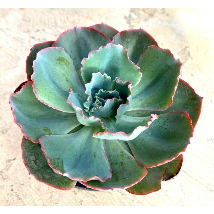 Echeveria Sahara PP27514 Currently In A Pack Of 100 Seeds