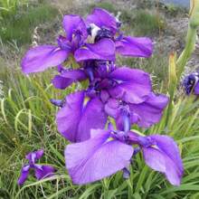 Japanese Iris Seeds Iris Ensata Attract Pollinators, Beautiful And Complex Flowers That Stand Out In Aquatic Gardens, Along Pond Edges, Or In Perennial Gardens, 100 Pieces