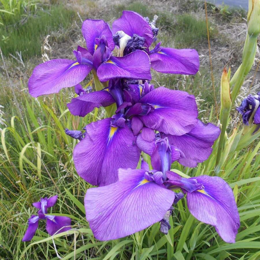 Japanese Iris Seeds Iris Ensata Attract Pollinators, Beautiful And Complex Flowers That Stand Out In Aquatic Gardens, Along Pond Edges, Or In Perennial Gardens, 100 Pieces