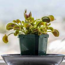 300 Pieces Venus Fly Trap Seeds For Planting - 變體1 - 查看 3