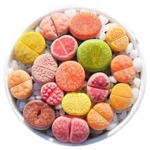 Easy-To-Grow High Germination Rate Lithops (Packaged Seeds): Unique Mixed Colors, Easy Care Tips, Online Purchase, Collectible Varieties, Breathtaking Landscape Ideas, Year-Round Health