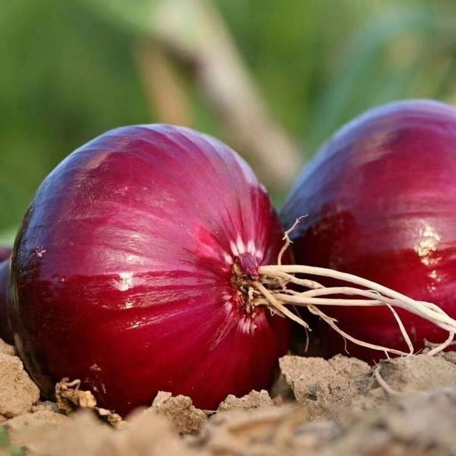 174 Pieces Higher Quality - Onion Pot Seedlings Vegetable Seeds, Balcony Indoor And Outdoor Vegetable Seeds