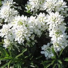 Miel 100 Flor Blanca Semillas exclusivas de alta calidad, Rocket Emperor y Iberian Queen Plantas de cobertura de suelo Como jardinería principiante y un regalo precioso para pequeños jardineros - 100 - Ver 5