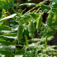 semillas de guisante, saludables y deliciosas, de la naturaleza - 100 piezas - Ver 3
