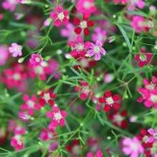 Rose Annual Baby Breath Seeds - 變體1 - 查看 4