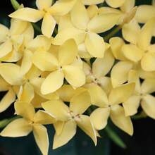 Rare Rose Flower - Mixed Wavy Purple Rose Flower - Sand Flower - Hanging Basket Flower - Mixed Non-GMO Suitable For Planting - 61pcs/s.e.e.d.s - View 3