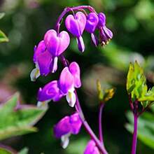 174 piezas de semillas de corazón sangrante, semillas de flores moradas raras, semillas de colores mixtos, flores de corazón, capullos de crisantemo morados, flores de arpa, plantas ornamentales perennes, bajo costo de mantenimiento - 174 - Ver 2
