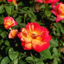 185 Pieces Offer Rare Petal Rose Plant Seeds For Planting - Butter Oil And Mustard Red And Yellow Rose Bushes, Petal Seeds For Outdoor Planting - 185 - 查看 1