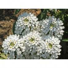 Miel 100 Flor Blanca Semillas exclusivas de alta calidad, Rocket Emperor y Iberian Queen Plantas de cobertura de suelo Como jardinería principiante y un regalo precioso para pequeños jardineros - 100 - Ver 4