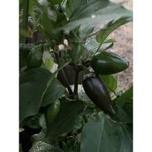 Together Gift 500 Pieces 100 Texas Jalapeno Pepper Seeds Homegrown Vegetable Garden Fruit USA Organic