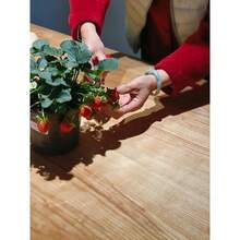 1000+ Semillas de Fresa, Semillas de fresa adecuadas para todas las estaciones, exteriores, balcones, jardines y hogares, 00504, Elegir un suelo nutritivo especial para fresas es más propicio para las plántulas de fresa y mejora la tasa de germinación de las fresas. - SEMILLAS DE FRESA 1000-4 - Ver 7