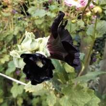 20 Large Mothers Garden Flower Seeds, Black Peony - 變體1 - 查看 8