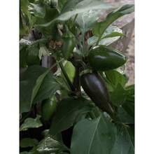 Together Gift 500 Pieces 100 Texas Jalapeno Pepper Seeds Homegrown Vegetable Garden Fruit USA Organic