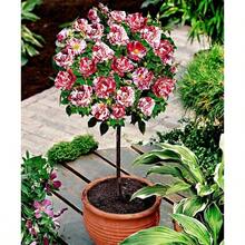 282pcs Rose Tree Flower Seeds, Potted Seedling Seeds, Indoor And Outdoor Planting, Home Garden Use - 282件 - 查看 2