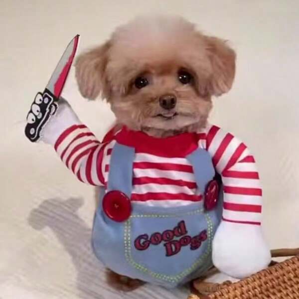 Dog, Cat, Funny Dress Up, Dog, Funny Clothes, Take A Knife, Funny Halloween Clothes, Cat Clothes, Funny