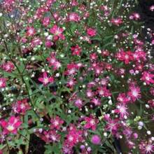 Rose Annual Baby Breath Seeds - 變體1 - 查看 2