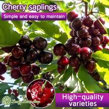 Black Cherry Tree Landscape Flower And Fruit Formation, Very Easy Care - 3-Year-Old Seedling - Ready For Planting (1 Cherry Tree Seedling) Ideal For The Home Garden - 一棵櫻桃樹苗 - 查看 1