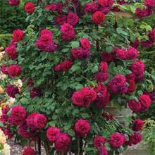 Magic Red Pink Striped Climbing Rose Live Plant Bare Root, Live Rose Bush Can Be Planted Outdoors, 8-12 Inches Tall (2 Rose Seedlings), Developed Root System, Cold Hardy