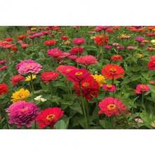 Each Packet Weighs 5 Grams And Contains Baixicao Seeds. Baixicao Has A Rich Variety Of Colors And Is An Ornamental Plant. It Can Be Planted In Blocks And Is Suitable For Planting On Farms, Gardens, And Green Spaces. - 5G數據包 - 查看 4