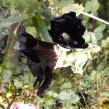 20 Large Mothers Garden Flower Seeds, Black Peony - 變體1 - 查看 4