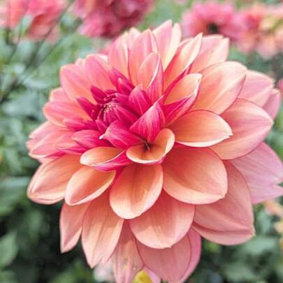 50-500 Mixed Seeds, Compound Petals, Multicolored, Beautiful Annual Outdoor Flower Pot Plants For Planting Dahlias Pinnata Seeds