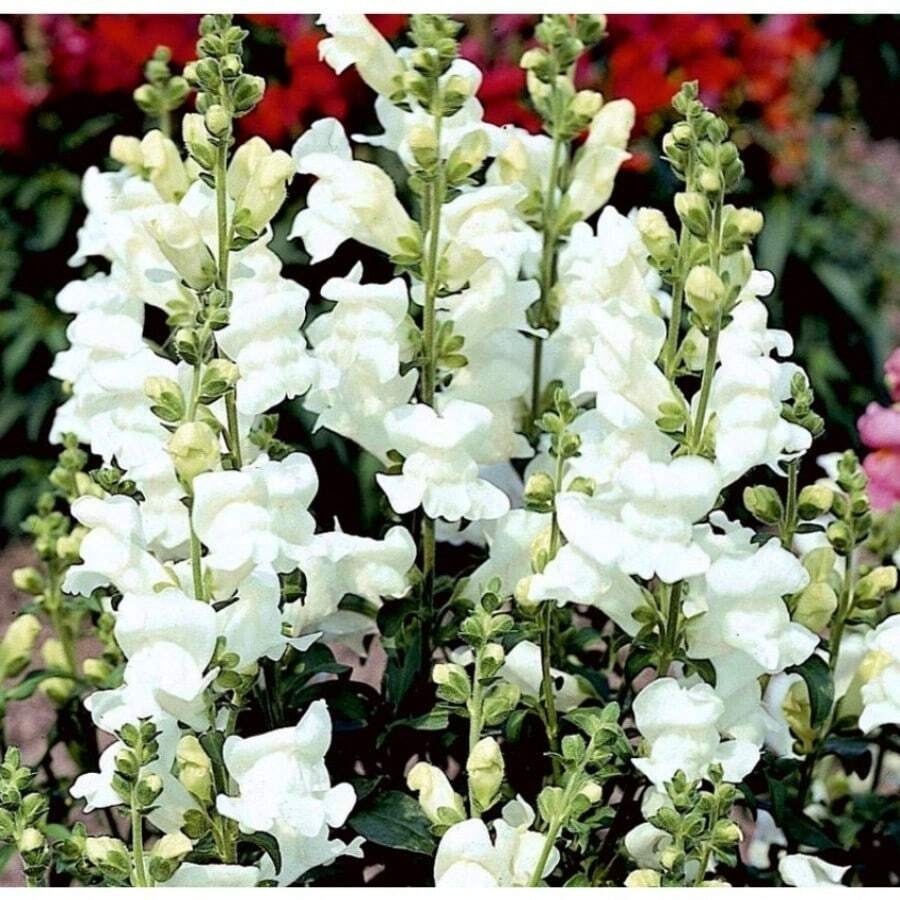 100 Rocket White Buttercup Flower Seeds