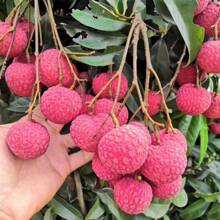 173pcs Harvested Rare Fruit Tree Seeds Such As Lychee Seeds.Potted Fruit And Vegetable Seeds And Evergreen Tree Seeds Can Be Sown Year-Round.