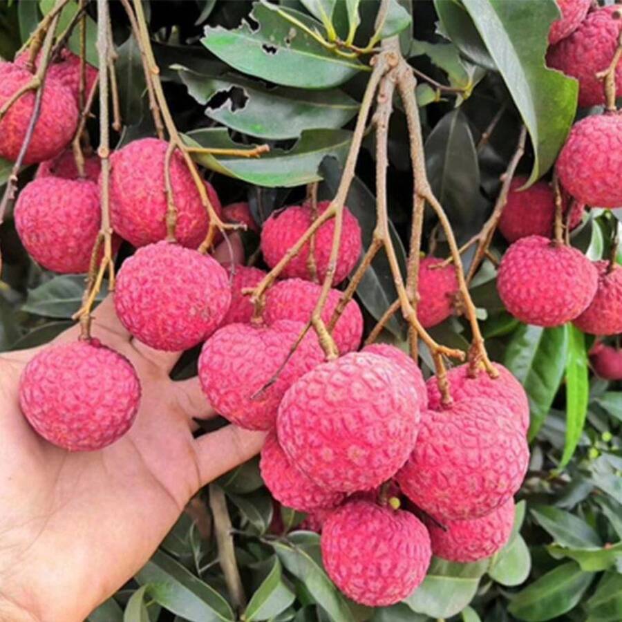 173pcs Harvested Rare Fruit Tree Seeds Such As Lychee Seeds.Potted Fruit And Vegetable Seeds And Evergreen Tree Seeds Can Be Sown Year-Round.