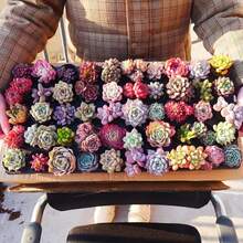 10PCS Succulent Assortment - Ideal For Garden Lovers And DIY Fans - 10 - View 2