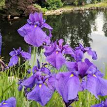Japanese Iris Seeds Iris Ensata Attract Pollinators, Beautiful And Complex Flowers That Stand Out In Aquatic Gardens, Along Pond Edges, Or In Perennial Gardens, 100 Pieces
