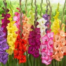 500 Pieces Of Mixed Gladiolus Bulbs Easy To Grow Gladiolus Perennials For Garden Or Pot
