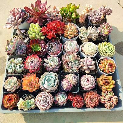 10PCS Succulent Assortment - Ideal For Garden Lovers And DIY Fans