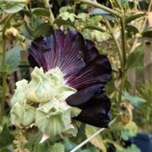 20 Large Mothers Garden Flower Seeds, Black Peony - 變體1 - 查看 7