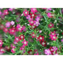 Rose Annual Baby Breath Seeds - 變體1 - 查看 1