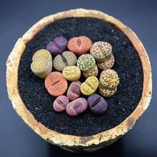 Easy-To-Grow High Germination Rate Lithops (Packaged Seeds): Unique Mixed Colors, Easy Care Tips, Online Purchase, Collectible Varieties, Breathtaking Landscape Ideas, Year-Round Health
