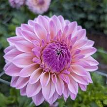 50-500 Mixed Seeds, Composite Petals, Multicolored, Beautiful Annual Outdoor Flower Potted Plants For Planting Dahlia Pinnata Seeds - 500 - 查看 6